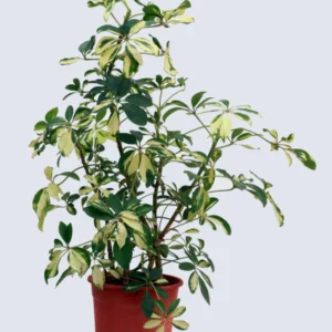 Schefflera VariegatedDwarf Umbrella