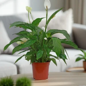 Spathiphyllum “Peace Lily” White