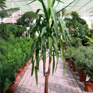 Spineless Yucca