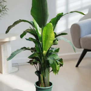 Strelitzia Nicolai “Giant White Bird Of Paradise”