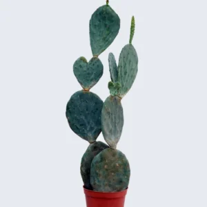 Wheel Cactus, Opuntia robusta