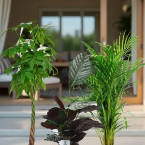 Pet-Friendly Collection (3 Plants)