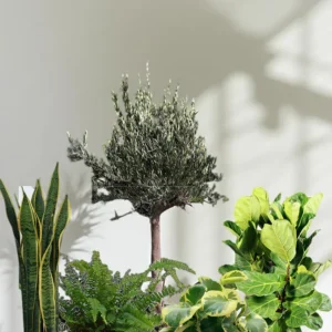 Barari Mediterranean Luxe Collection (5 Plants)