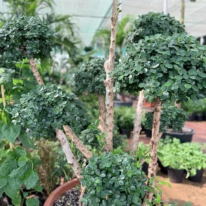 Ficus Bonsai