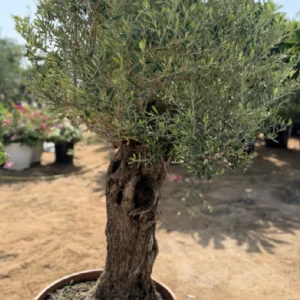 Olea Spain - Olive Tree Thick Trunk