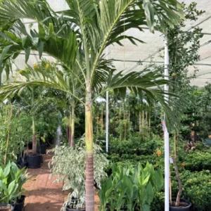 Vietchia Palm Tree