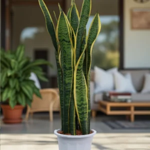 Snake Plant Outdoor